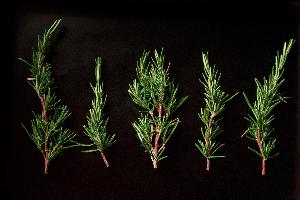 Christmas Holiday_3.jpg Christmas Wallpapers